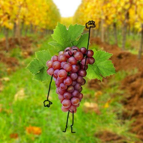 Le fruit du mois de septembre : le raisin Le fruit du mois de septembre : le raisin