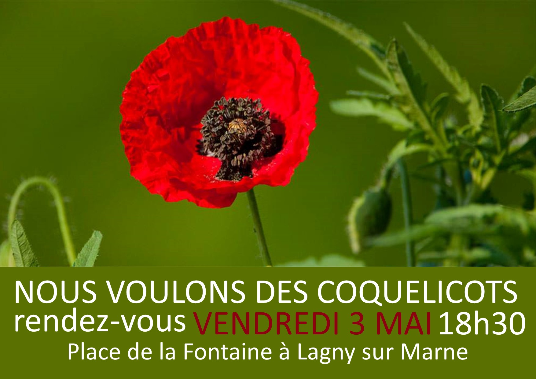 Nous voulons des coquelicots