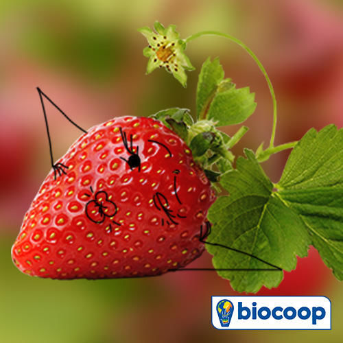 Le fruit du mois de Mai : la Fraise ! Le fruit du mois de Mai : la Fraise !